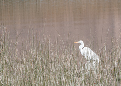 Ardea alba