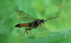 Tenthredopsis friesei