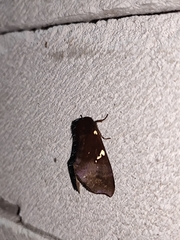 Notodonta dromedarius