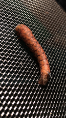 Amphion floridensis