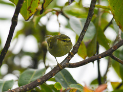 Phylloscopus intensior