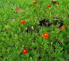 Tagetes patula