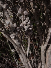 Leptospermum squarrosum