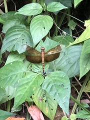 Neurothemis taiwanensis