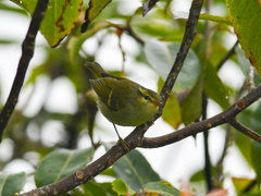 Phylloscopus intensior