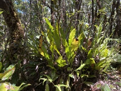 Elaphoglossum crassifolium