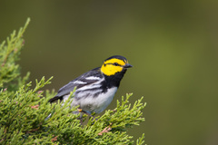 Setophaga chrysoparia