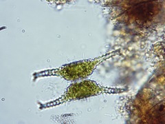 Staurastrum anatinum