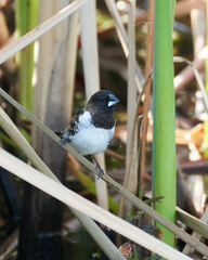 Spermestes cucullata