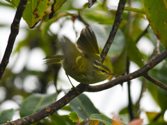 Phylloscopus intensior