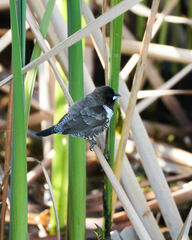 Spermestes cucullata