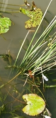 Brachythemis contaminata