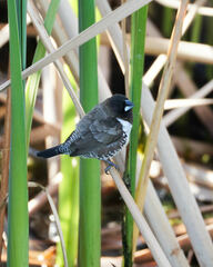 Spermestes cucullata