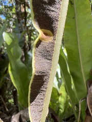 Elaphoglossum crassifolium