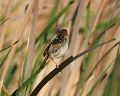 Cisticola tinniens