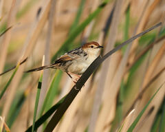 Cisticola tinniens