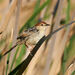 Levaillant's Cisticola - Photo (c) rcloran, some rights reserved (CC BY-NC-ND)