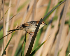 Cisticola tinniens