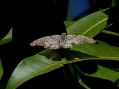 Pyrginae