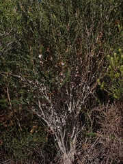 Leptospermum squarrosum