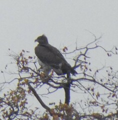 Polemaetus bellicosus