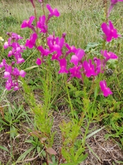 Linaria maroccana