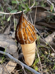 Morchella australiana