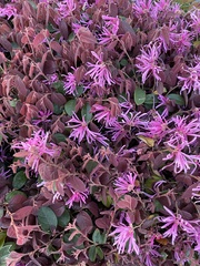 Loropetalum chinense