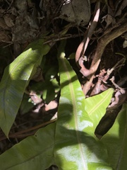 Elaphoglossum crassifolium