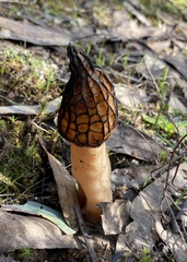 Morchella australiana