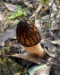 Morchella australiana