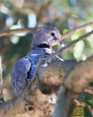 Streptopelia semitorquata