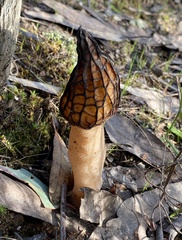 Morchella australiana