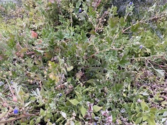 Erodium carolinianum