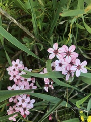 Adenandra uniflora