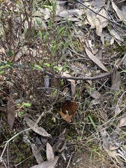 Morchella australiana