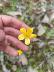 Ranunculus robertsonii