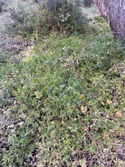 Erodium carolinianum