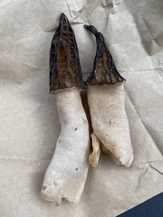 Morchella australiana