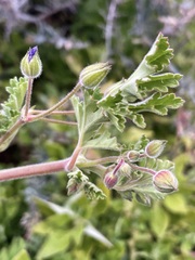 Erodium carolinianum
