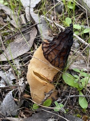 Morchella australiana