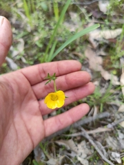 Ranunculus robertsonii