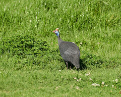 Numida meleagris