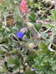 Erodium carolinianum