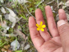 Ranunculus robertsonii