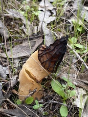 Morchella australiana