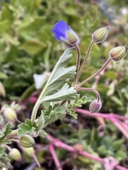 Erodium carolinianum