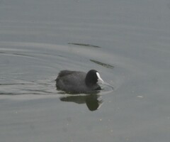 Fulica atra australis