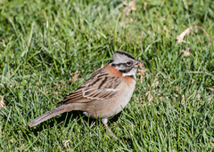 Zonotrichia capensis