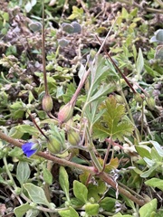 Erodium carolinianum